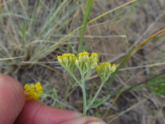 Achillea micrantha