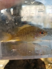 Lepomis marginatus
