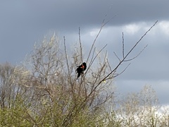 Agelaius phoeniceus