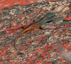 Platysaurus capensis
