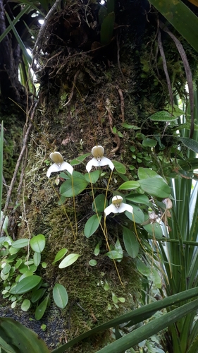 Masdevallia xanthina