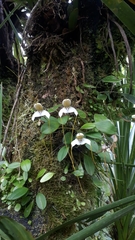 Masdevallia xanthina