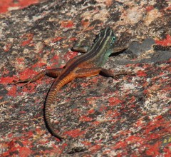 Platysaurus capensis