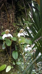Masdevallia xanthina