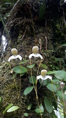 Masdevallia xanthina
