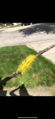 Acronicta americana