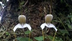 Masdevallia xanthina