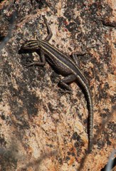Platysaurus capensis