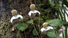 Masdevallia xanthina