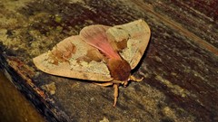 Dirphiopsis multicolor