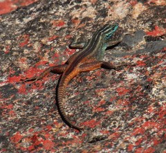 Platysaurus capensis