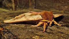 Dirphiopsis multicolor