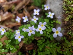 Houstonia serpyllifolia