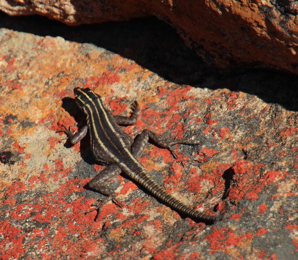 Namaqua Flat Lizard