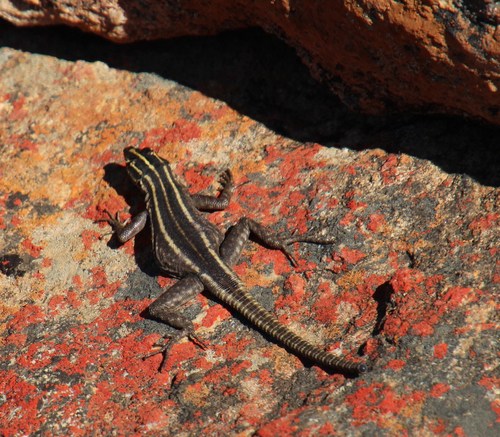 Namaqua Flat Lizard