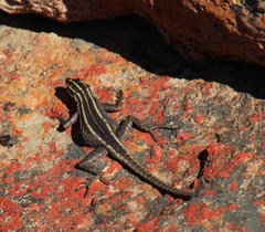 Platysaurus capensis