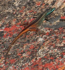 Platysaurus capensis