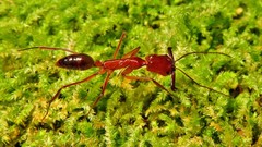 Odontomachus affinis