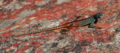 Platysaurus capensis