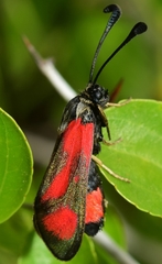Zygaena sarpedon