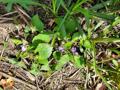 Viola sororia
