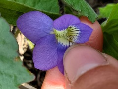 Viola sororia