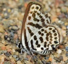 Tarucus theophrastus