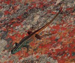Platysaurus capensis