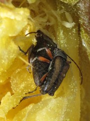 Rhagiini