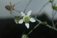 Rubus glaucus