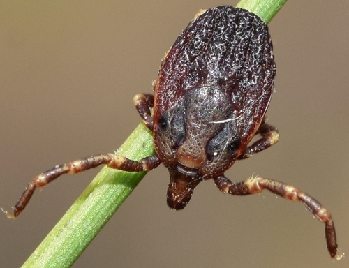 Representative image of Hyalomma lusitanicum