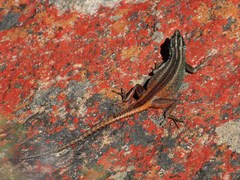 Platysaurus capensis