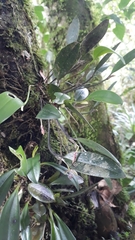 Pleurothallis talpinaria