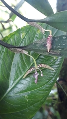 Pleurothallis talpinaria