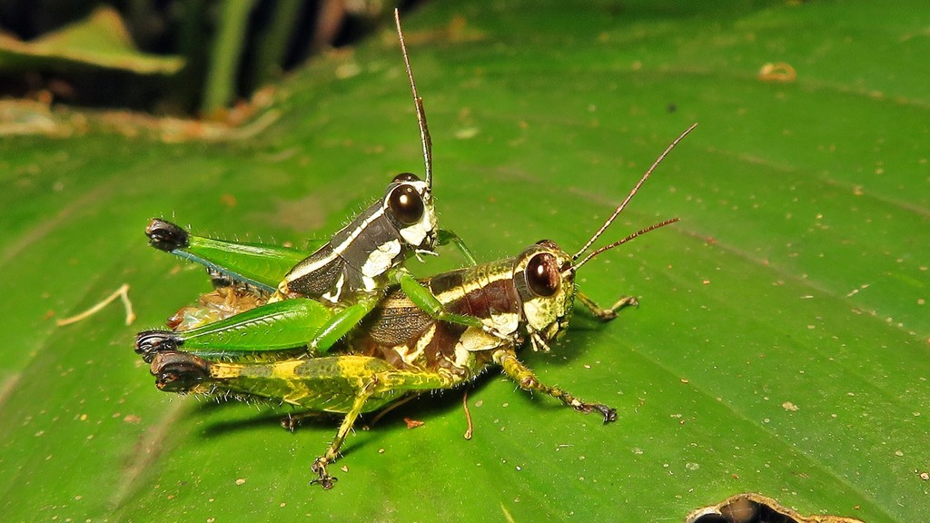 Digamacris amoena