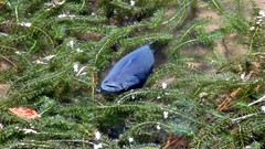 Colossoma macropomum