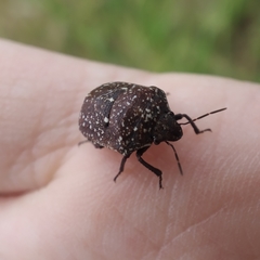 Psacasta exanthematica