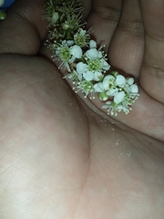 Prunus serotina capuli