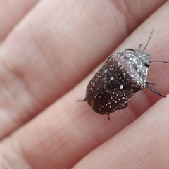 Psacasta exanthematica