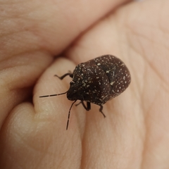 Psacasta exanthematica