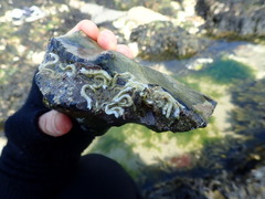 Spirobranchus triqueter