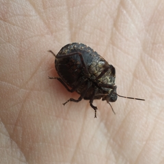 Psacasta exanthematica