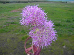 Allium platycaule