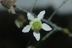 Rubus glaucus