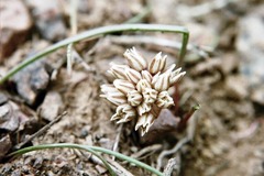 Allium simillimum