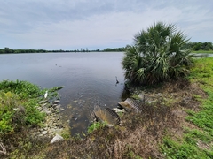 Egretta thula image
