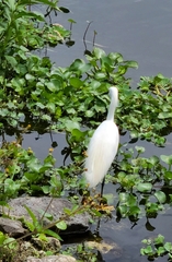 Egretta thula image
