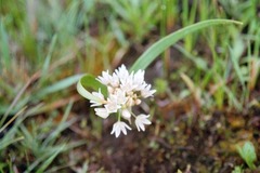 Allium tolmiei