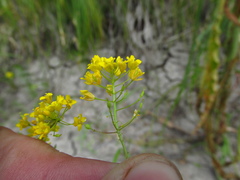Rorippa brachycarpa