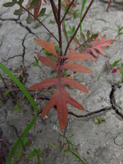 Rorippa brachycarpa